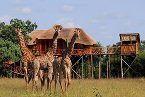 Pezulu Tree House Game Lodge